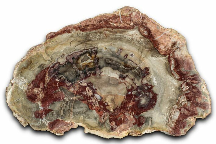Beautiful Petrified Wood (Araucaria) Slab - Madagascar #344688